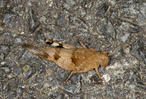 Réf. 127 194 : Oedipoda sp.