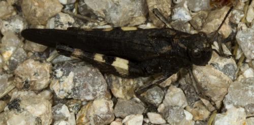Réf. 127 192 : Psophus stridulus stridulus