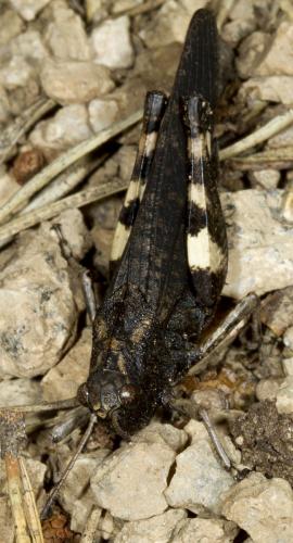 Réf. 127 191 : Psophus stridulus stridulus