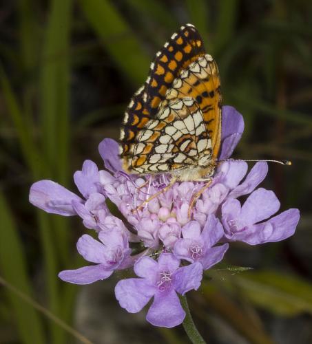 Réf. 127 682 : Melitaea deione