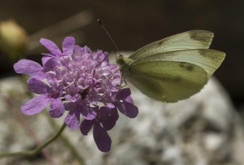 Pieris rapae