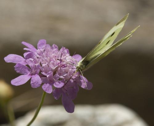 Pieris rapae