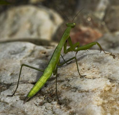 Réf. 127 165 : Mantis religiosa