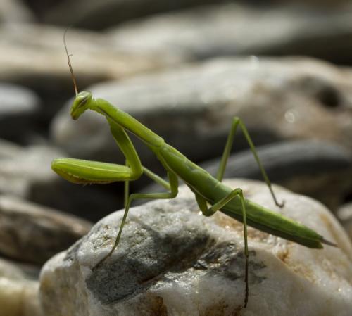 Réf. 127 164 : Mantis religiosa