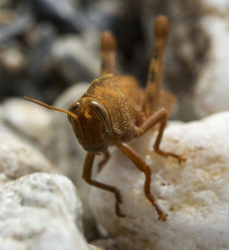 Anacridium aegyptium