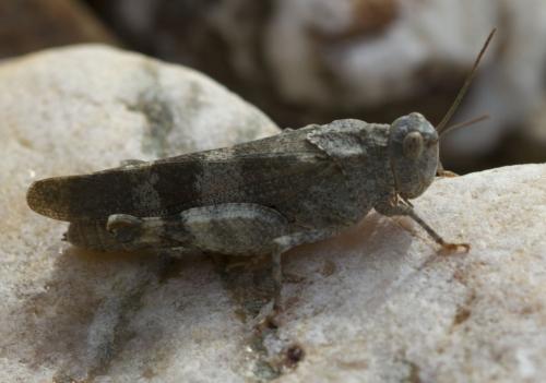 Réf. 127 202 : Oedipoda germanica germanica
