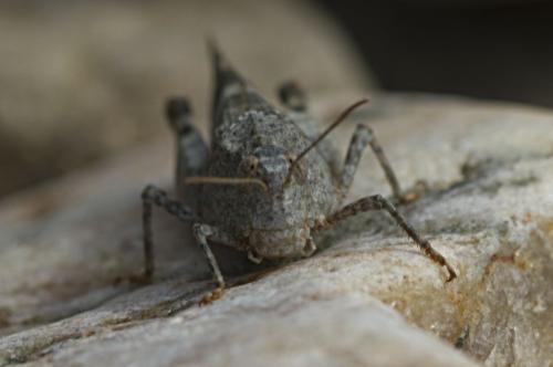 Réf. 127 203 : Oedipoda germanica germanica