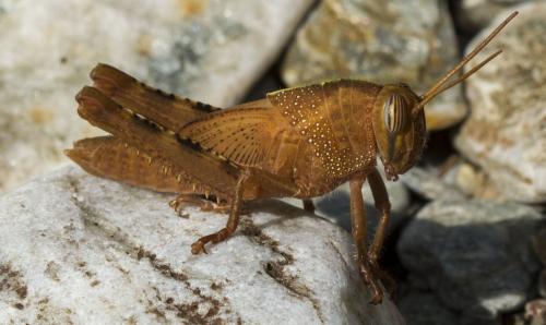 Réf. 127 200 : Anacridium aegyptium