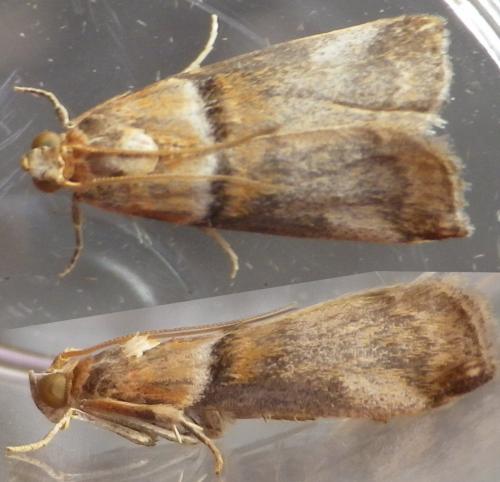 Réf. 127 659 : Acrobasis tumidana