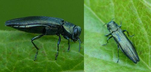 Réf. 127 720 : Agrilus sp.