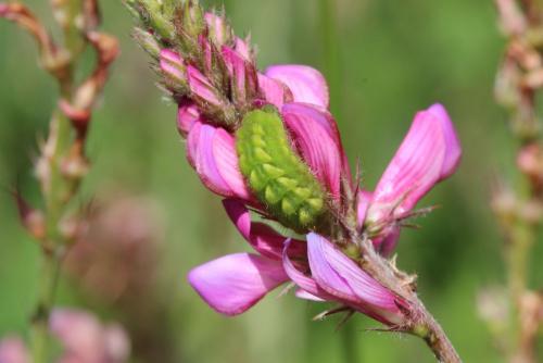 Callophrys rubi