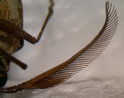 Polyarthron pectinicorne