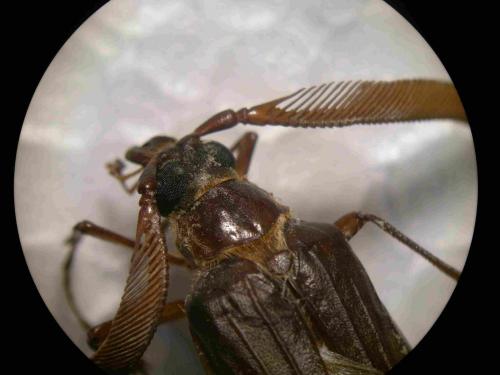 Polyarthron pectinicorne