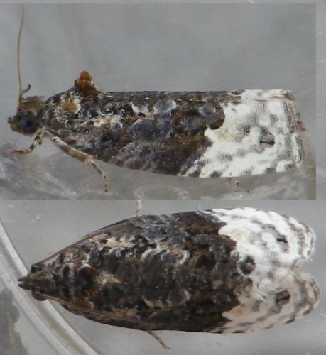 Apotomis betuletana