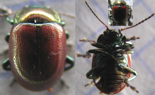 Chrysolina polita