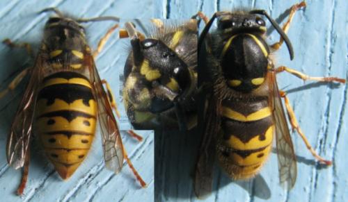 Réf. 127 760 : Vespula vulgaris