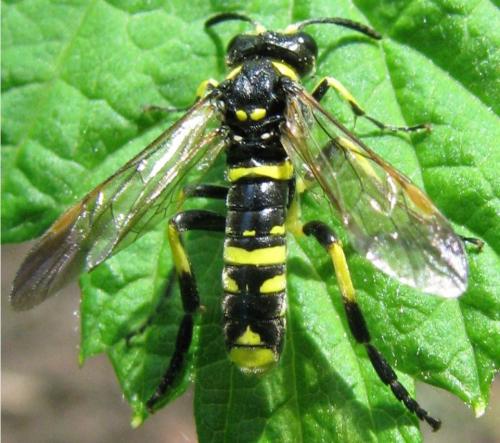 Tenthredo sp.