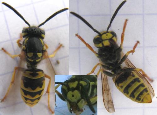 Vespula germanica