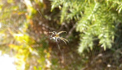Réf. 127 322 : Neoscona adianta