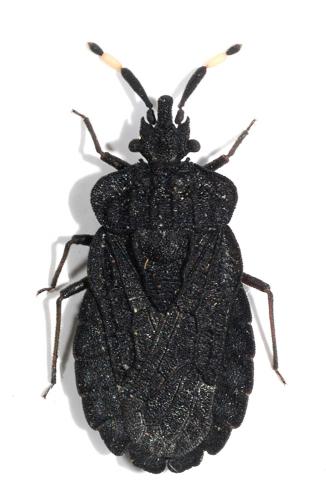Aradus signaticornis