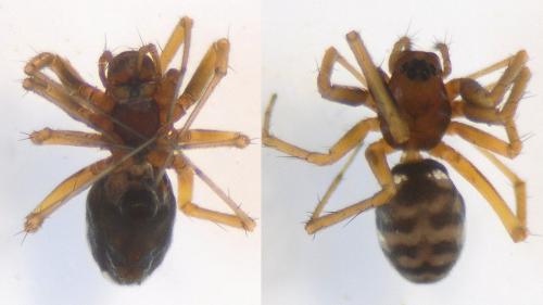 Neriene furtiva