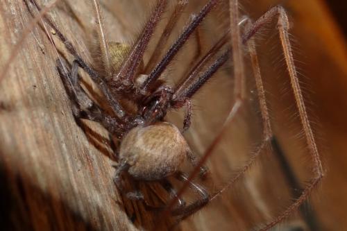 Tegenaria parietina