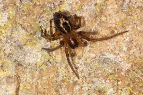 Réf. 127 635 : Amaurobius sp.