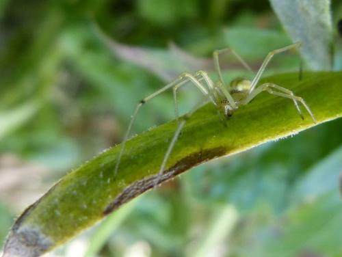 Enoplognatha sp.