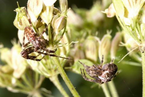 Araneus diadematus