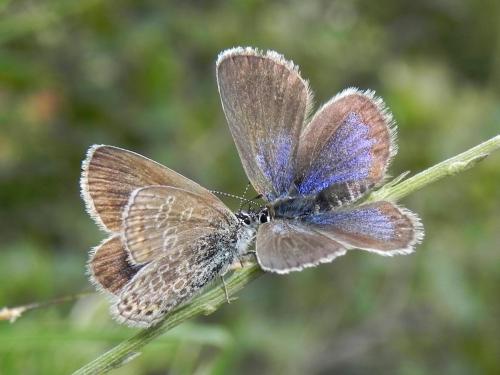 Réf. 127 362 : Plebejus argus