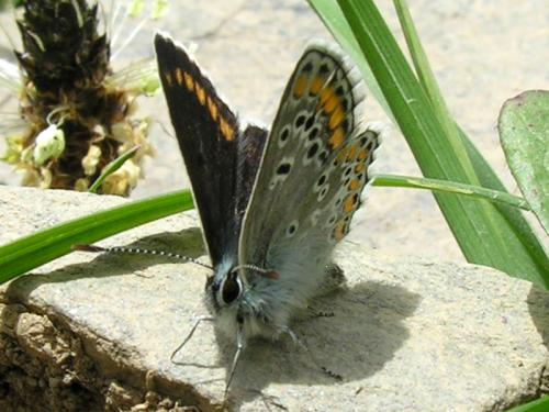 Réf. 127 023 : Aricia sp.