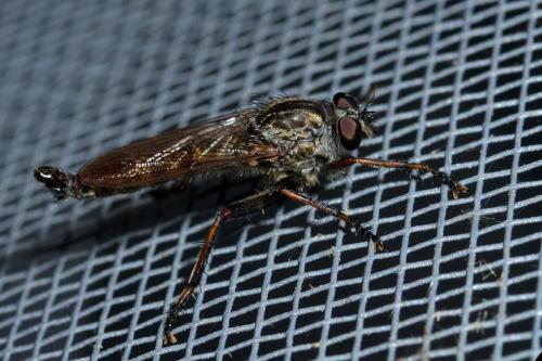 Tolmerus atricapillus