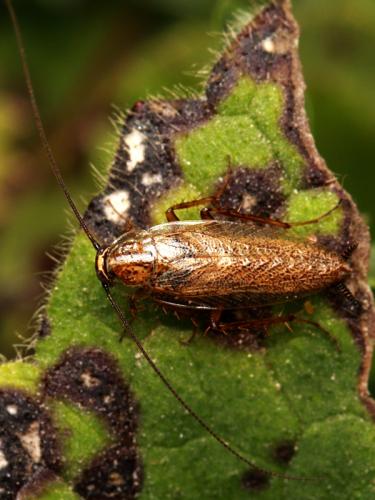 Réf. 127 912 : Capraiellus panzeri