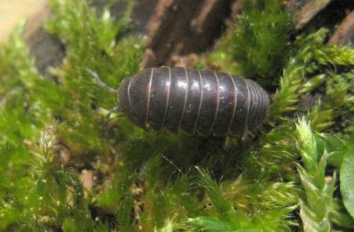 Armadillidium vulgare
