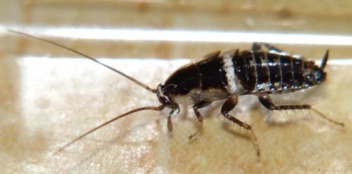 Réf. 127 991 : Planuncus vinzi
