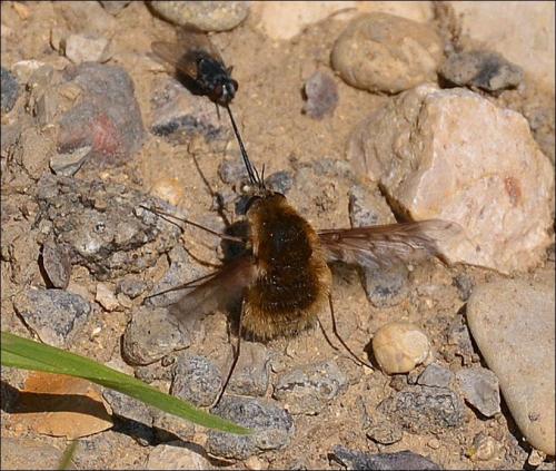 Réf. 127 034 : Bombylius medius
