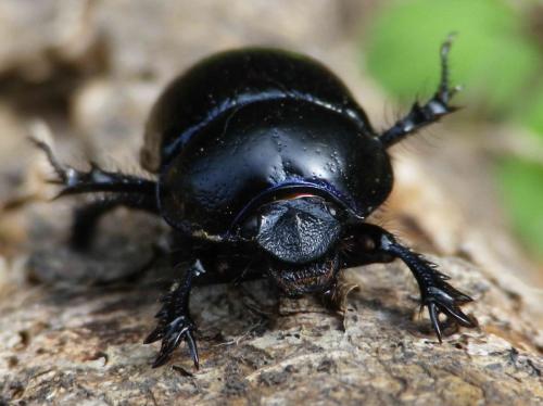 Réf. 127 105 : Anoplotrupes stercorosus
