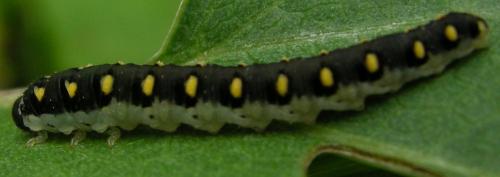 Tenthredo mandibularis