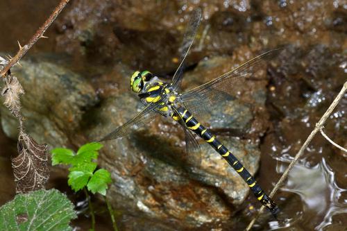 Cordulegaster boltonii