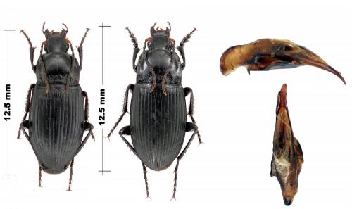 Réf. 127 641 : Calathus distinguendus