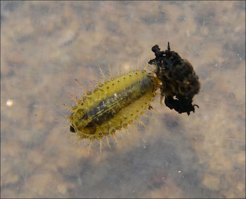 Réf. 127 817 : Cassida rubiginosa