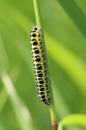 Zygaena sp.