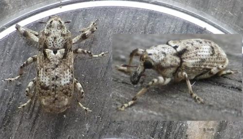Réf. 127 919 : Gasterocercus depressirostris