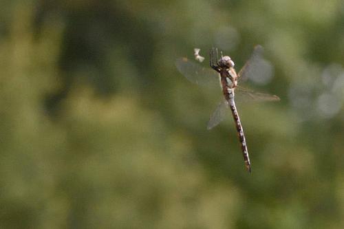 Aeshna mixta
