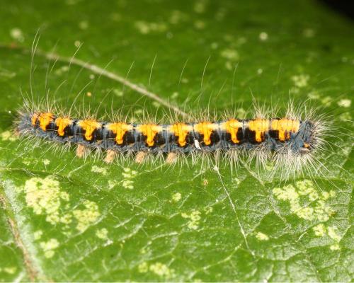 Lasiocampa quercus