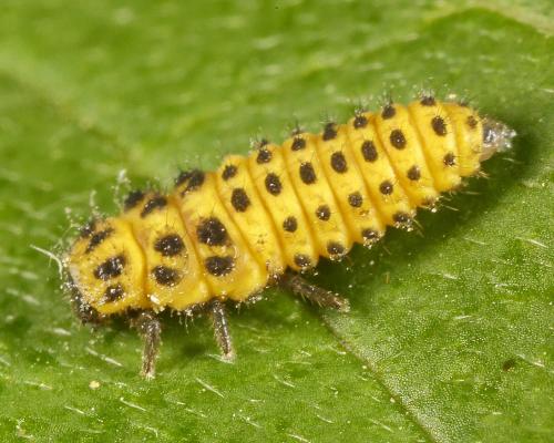 Réf. 127 827 : Psyllobora vigintiduopunctata