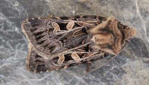Réf. 127 951 : Chersotis sp.