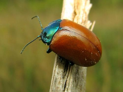 Chrysolina grossa