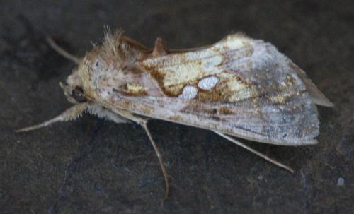 Chrysodeixis chalcites