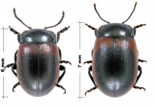 Chrysolina limbata